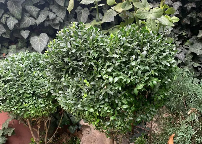 Luxury In The Heart * 敖德萨